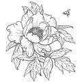 Hand drawn vector of peony flower with bumblebee isolated on white background for coloring page.